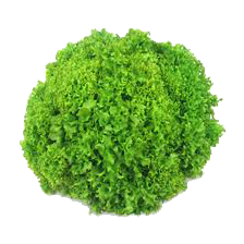 moss1.png