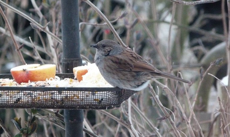 dunnock on feeder.jpg