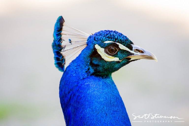 peacock-7.jpg