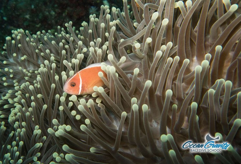 OG Pink anemone fish.jpg