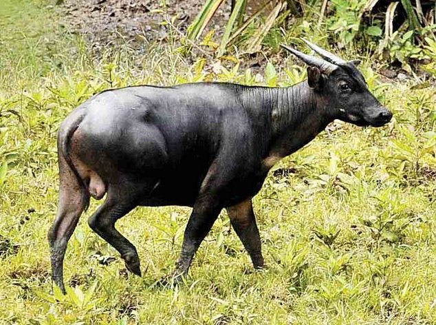 ANOA 03.jpg