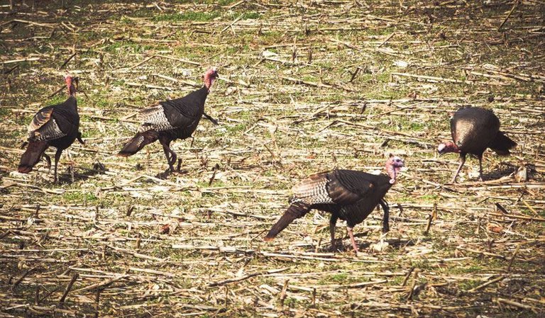 jive-turkeys-02.jpeg