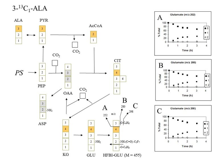 PlantMetabolicFluxAnalysis7.jpg