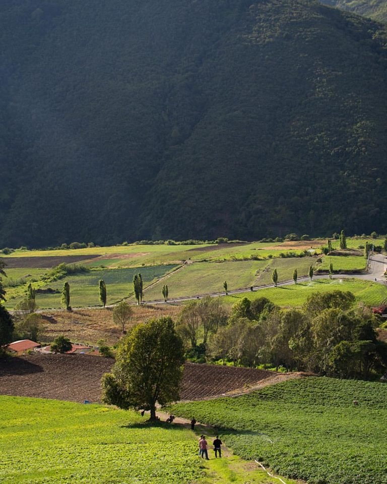 paraiso majestuoso,sembradíos en bailadores edo Merida.jpg