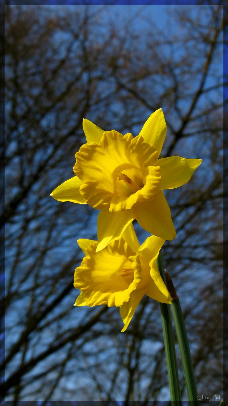 Narcissus pseudonarcissus.jpg