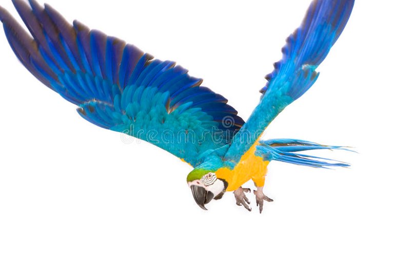 bright-ara-parrot-flying-23935331.jpg