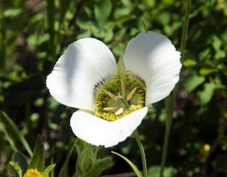 Mariposa-lily_-Walt-Kaesler.jpg