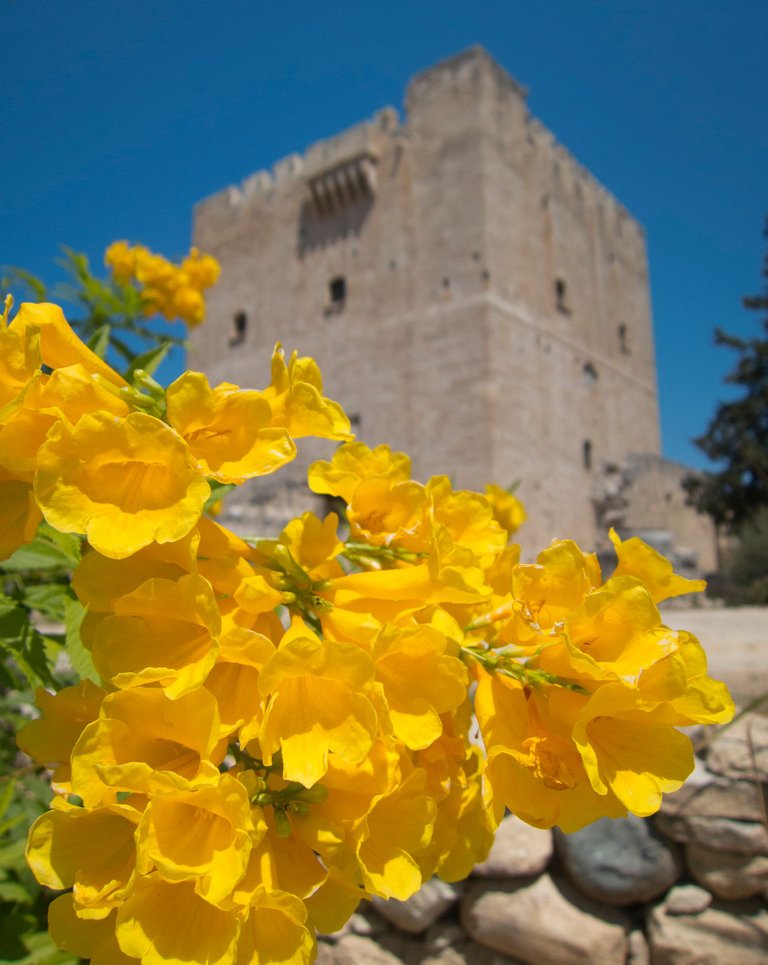 Flower Limassol Castle Cyprus.jpg
