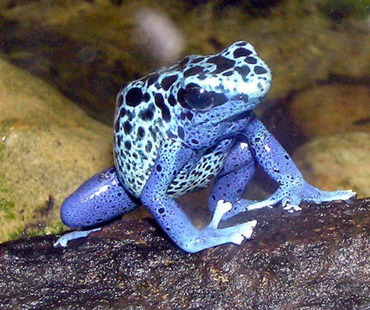 Poison Dart Frog.jpg