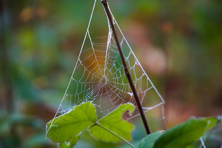 cobweb-2995737_1280.jpg