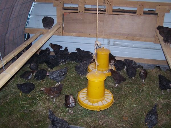 New pasture coop - inside2 crop June 2015.jpg