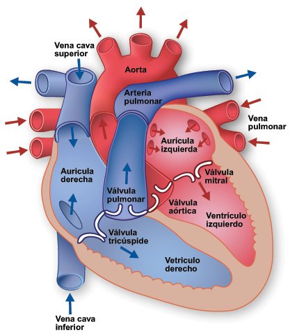 fig1_crosslg_sp.jpg