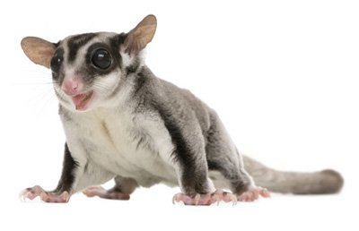 sugar-glider.jpg