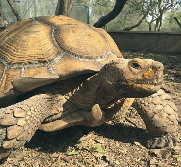 African Spur Thighed, Sulcata Tortoise on Daddykirbs Farm