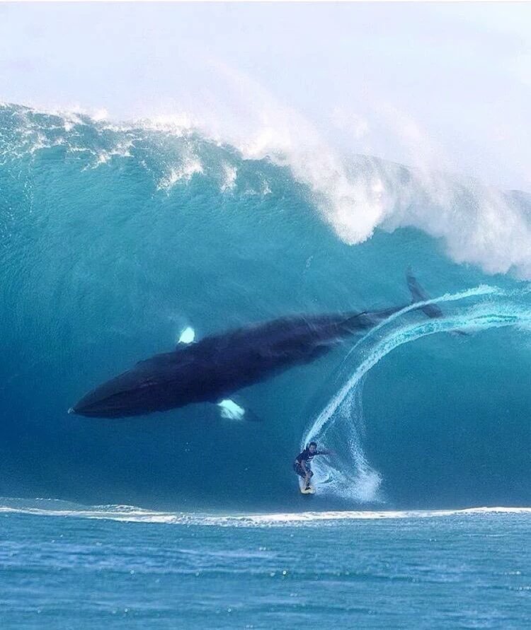 surfwhale.jpg