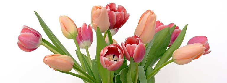 tulips-2152974_960_720.jpg