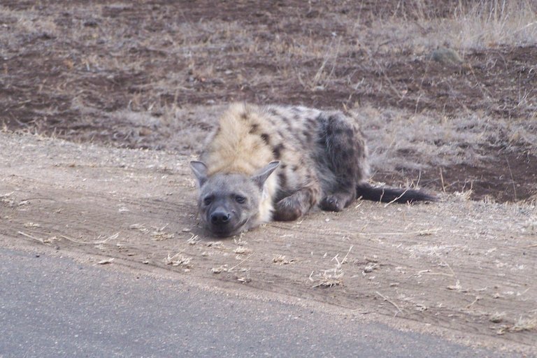KNP Satara-Lower Sabi 2009 099.JPG