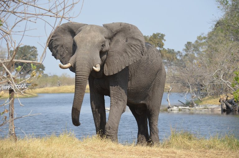 elephant-2992767_1920.jpg