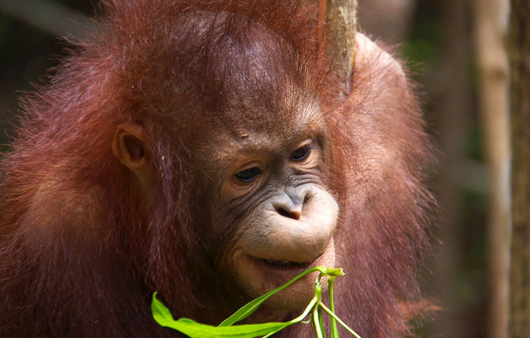 orang utan.png