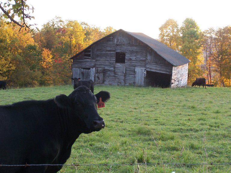 Cow Barn Rt 72.jpg