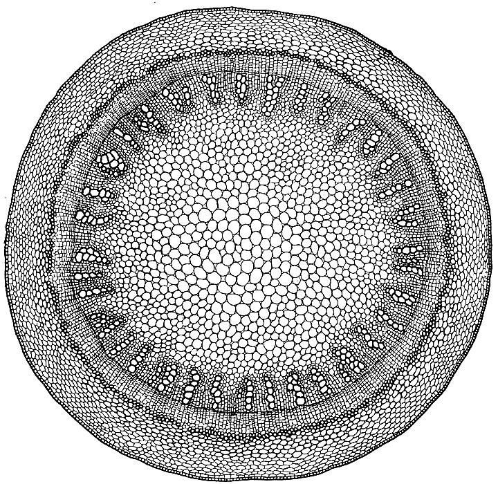 CROSS SECTION HEXAGONAL PLANT.jpg