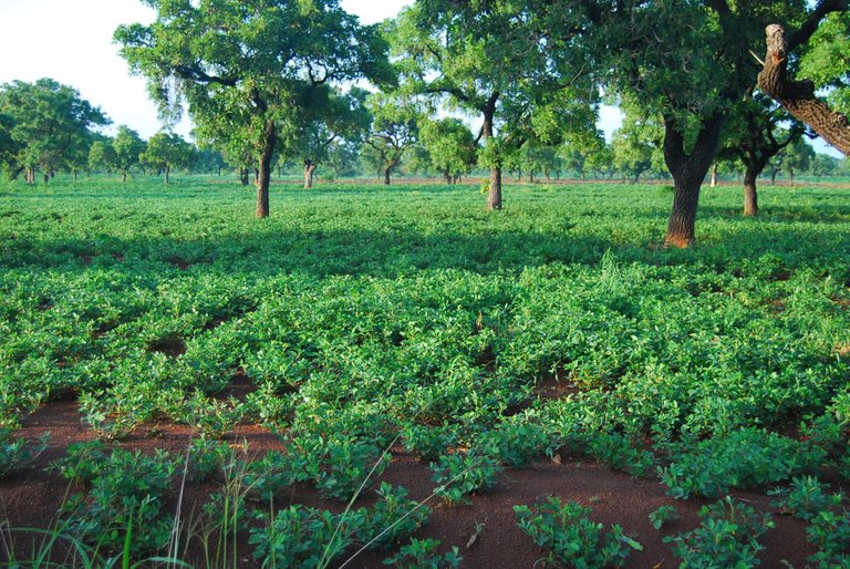 groundnut-crop.jpg