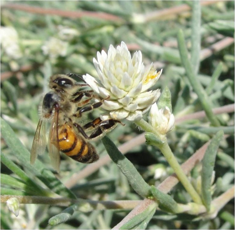 abeja flor 1.jpg