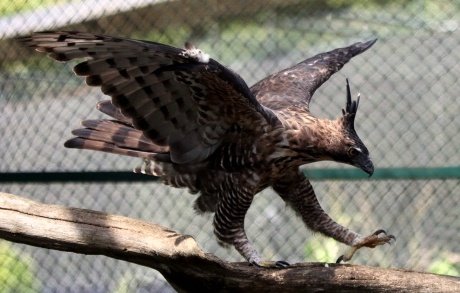 burung-elang-di-balai-besar-konservasi-sumber-daya-alam-bandung_20171024_093209.jpg