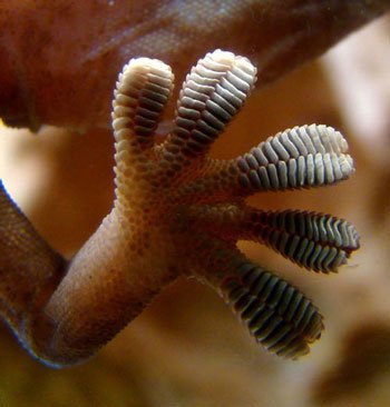 574px-Gecko_foot_on_glass-.jpg