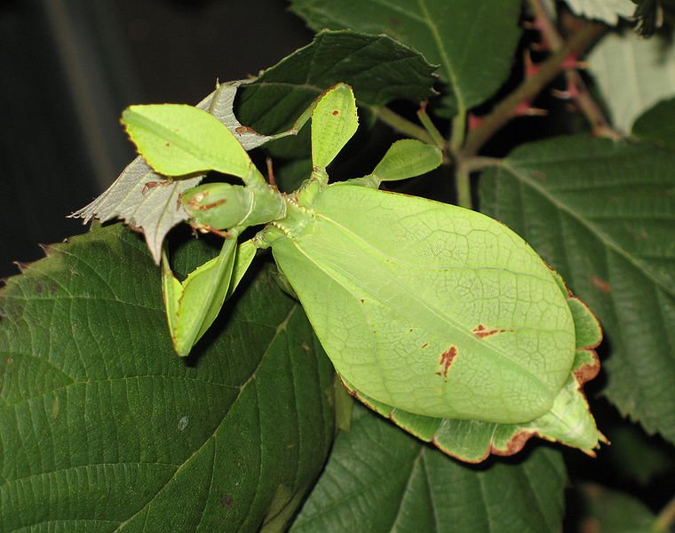 760px-Phyllium_siccifolium_-_female.JPG