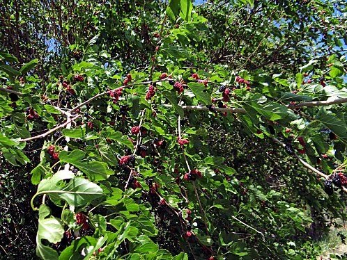 Mulberry_Tree_Fruit_Yarnell__Arizona_AZ_1.jpg