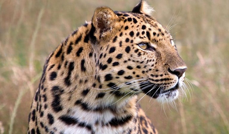 leopardo-amur.jpg