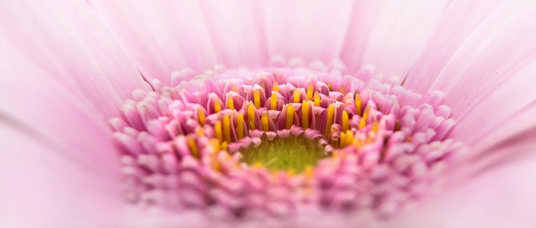 gerbera-pano-flower-pink-39560.jpeg