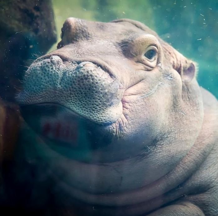 fiona-hippo-photobombed-engagement-hayley-roll-1-59f0321e1869f__700.jpg