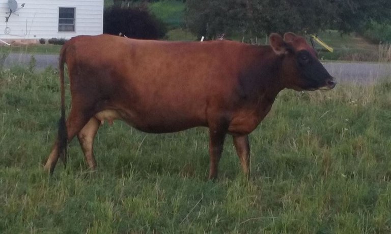 Sarah in the pasture sept 12 2017 by Alyssa.jpg