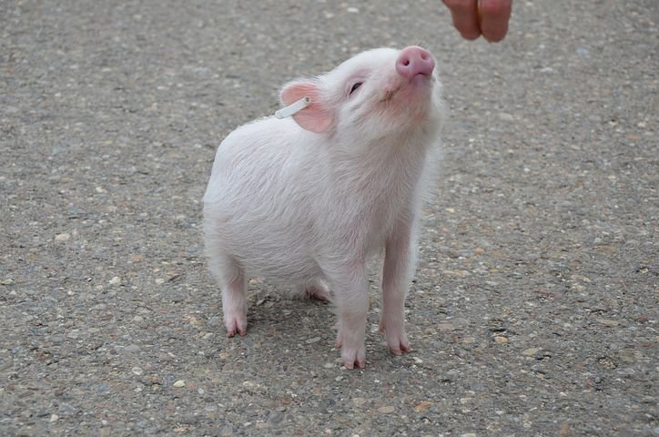 pig-3191071__480.jpg