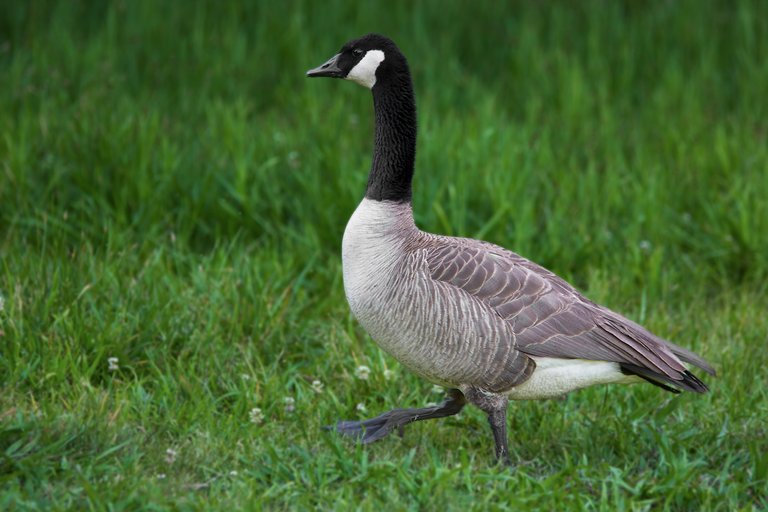 Canadian Goose.jpg