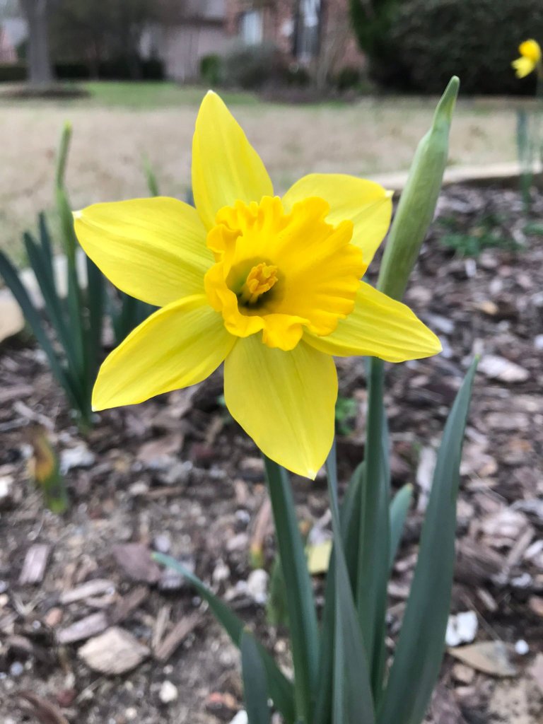 daffodil.jpg