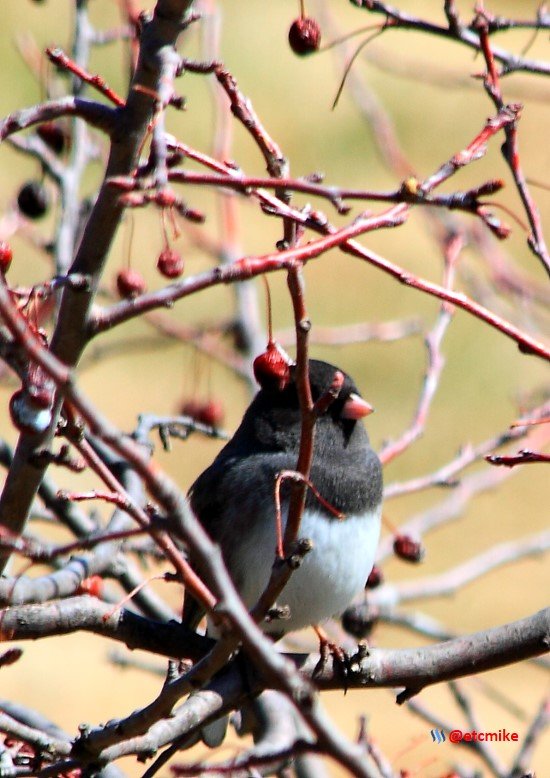 dark-eyed junco PFW22-sa0048.JPG