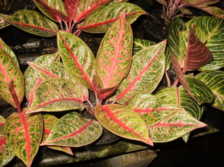 tanaman-hias-aglaonema-dolores.png