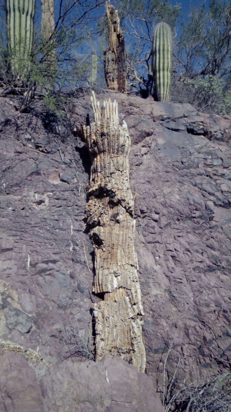 Saguaro.jpg