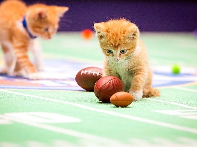 kitten-bowl-1-660.jpg