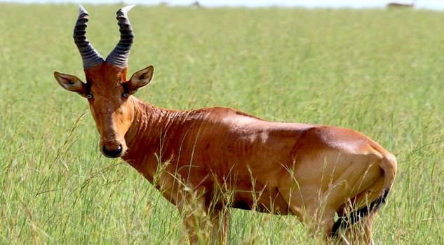 7.-Bubal-Hartebeest.jpg