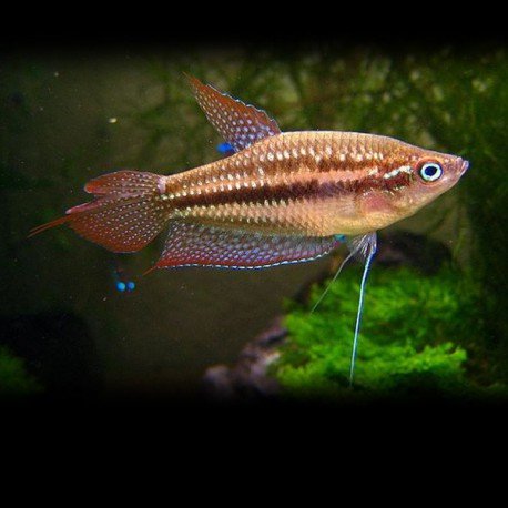 trichopsis-pumilus-gourami-grogneur-xl.jpg