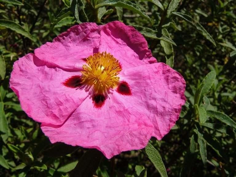 Cistus pink 3.jpg