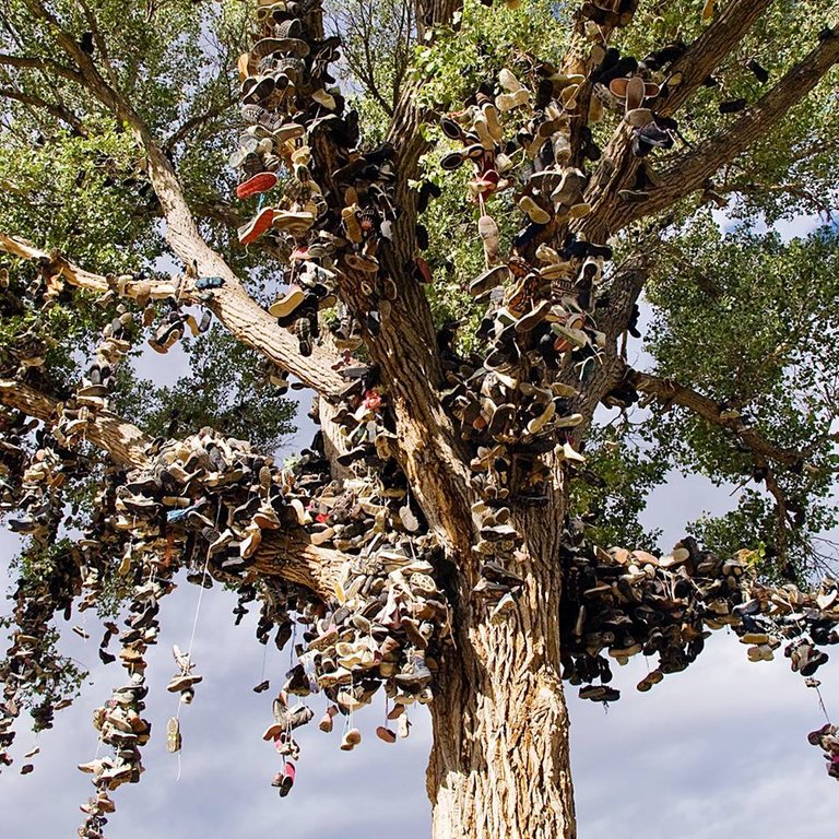 shoe tree.jpg