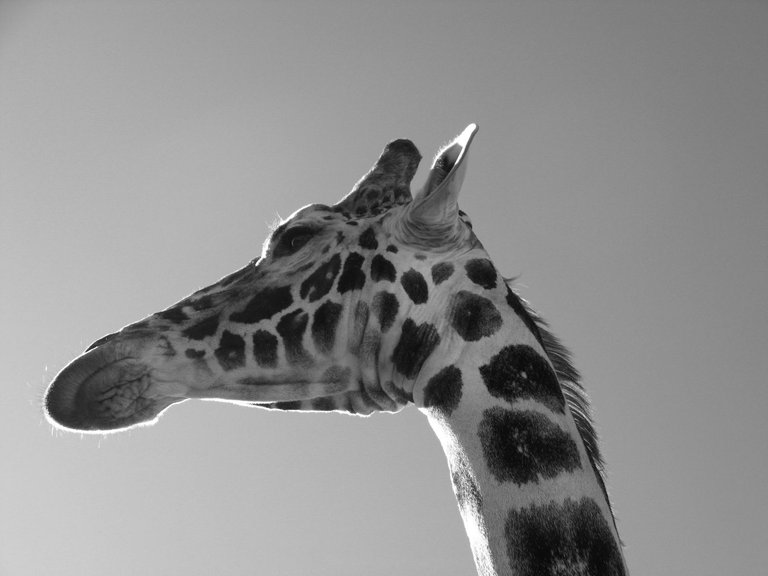 giraffe animal.JPG