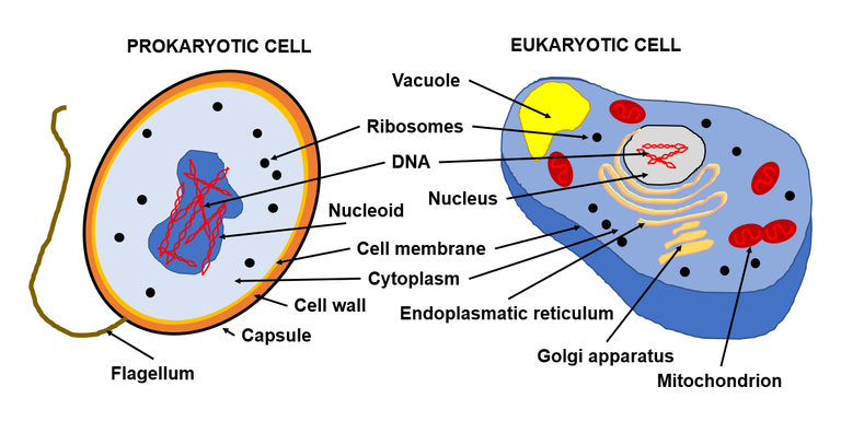 cells.png