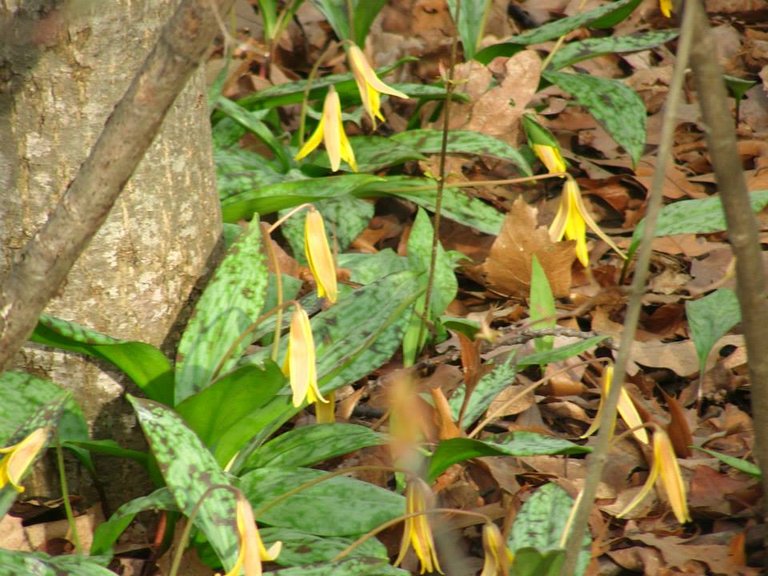 trout lilies.jpg