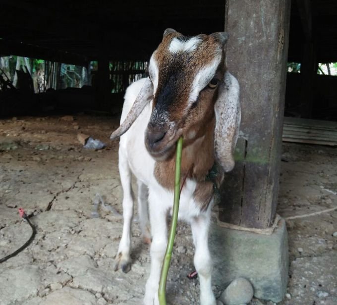 Kambing Zaman Now - Selfie .jpg